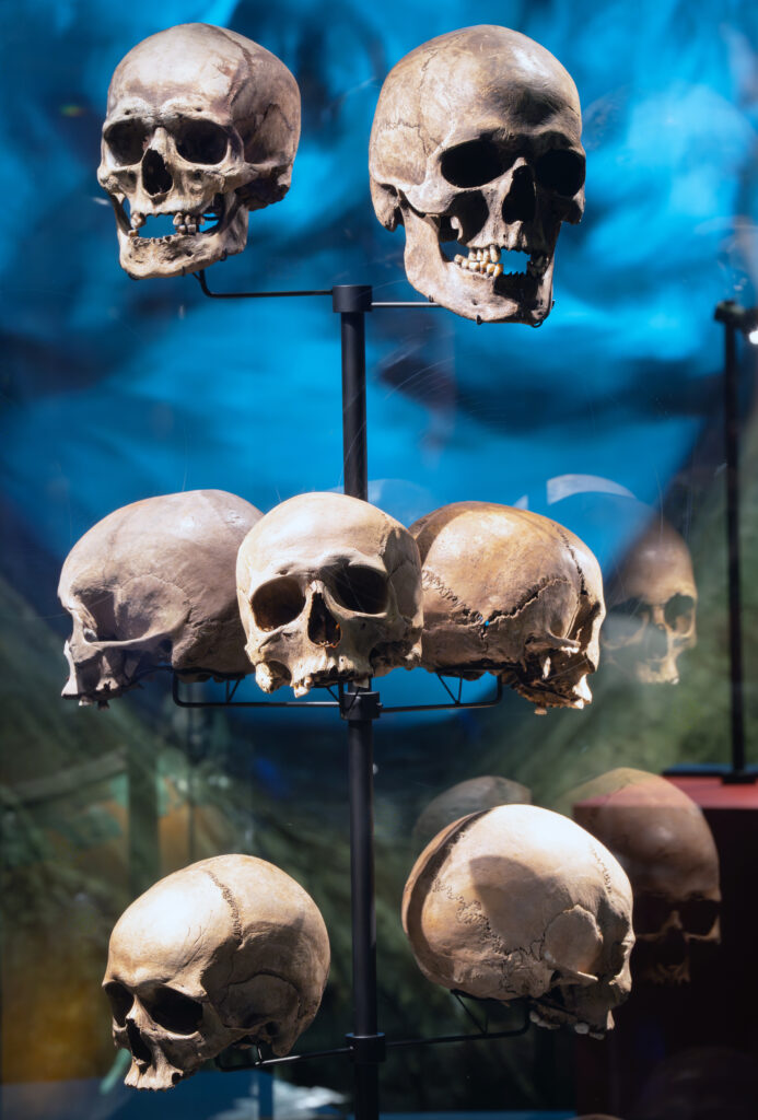 MOESGAARD: Kelternes verden