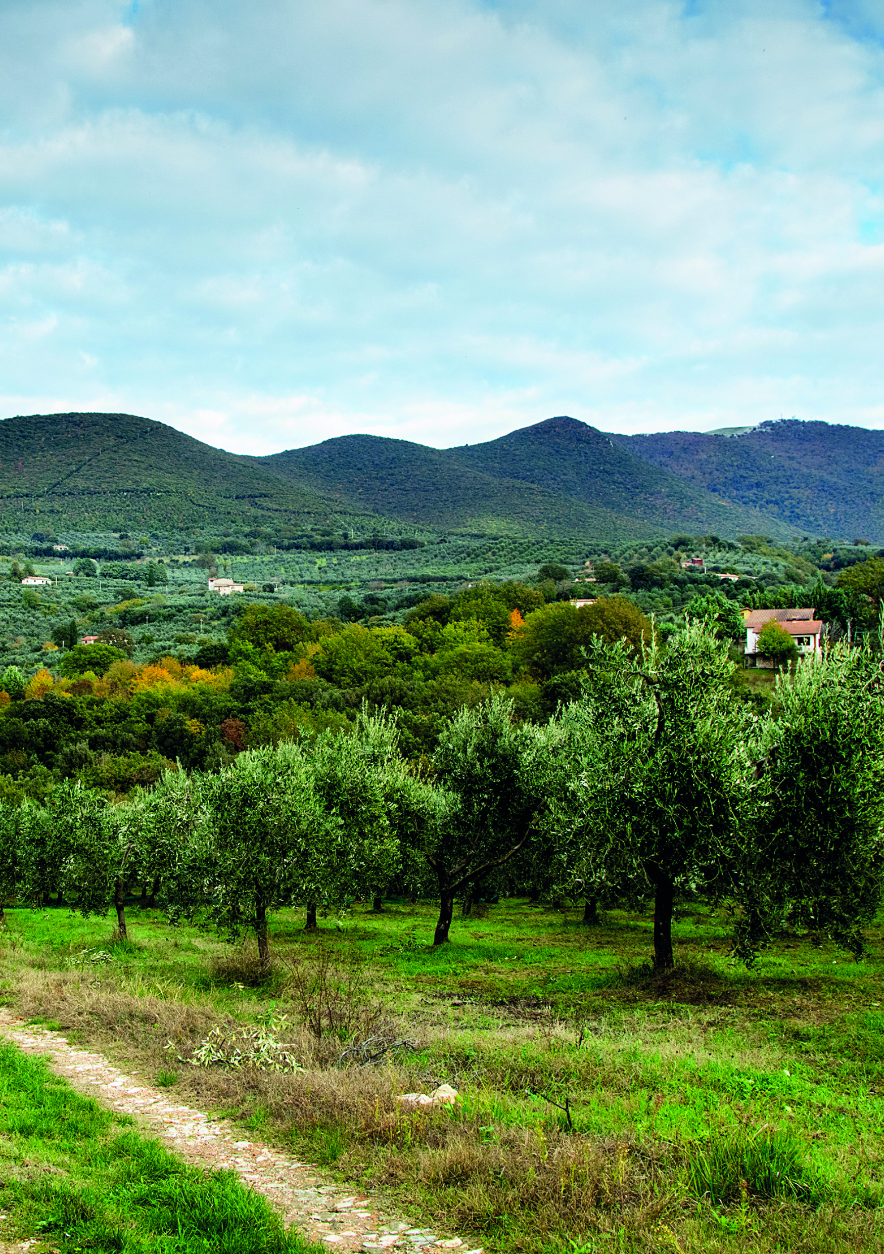 Ellen Lundqvist: Olivenolie - det flydende guld