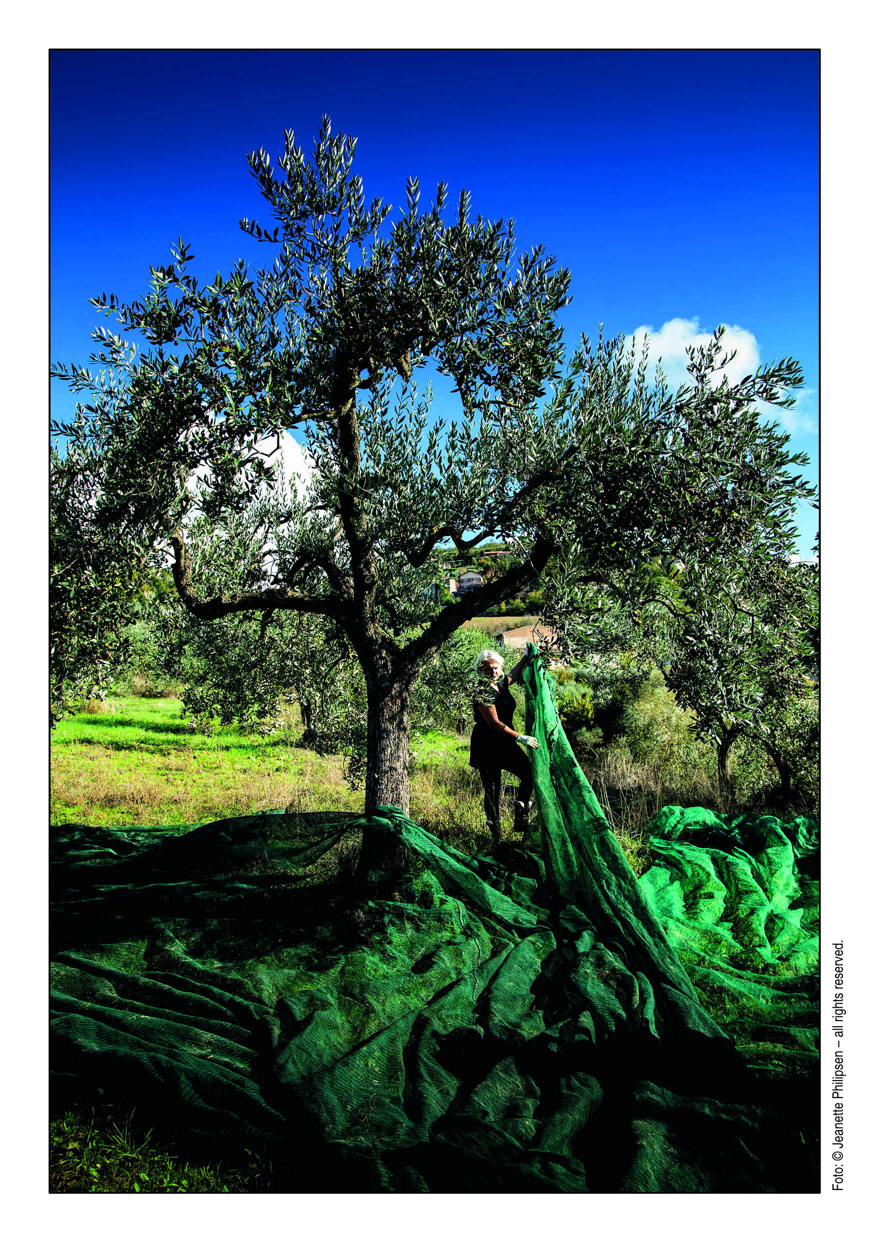 Ellen Lundqvist: Olivenolie - det flydende guld