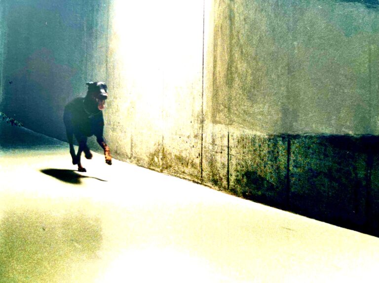 Det Kgl. Bibliotek: JYTTE REX